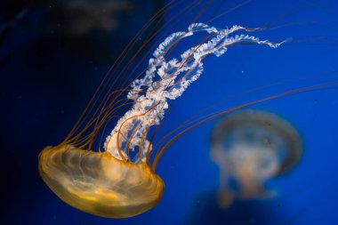 Uzun dokunaçları olan bir denizanası derin mavi sularda zarif bir şekilde süzülür ve yakınlardaki izleyicileri büyüler..