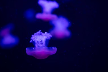 Bir grup denizanası karanlık sularda usulca parlıyor, sakin ve büyüleyici bir atmosfer yaratıyorlar..