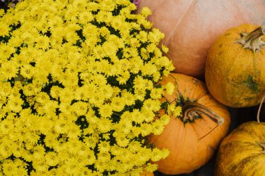 Parlak sarı çiçekler sıcacık bir sonbahar pazarında birkaç balkabağının yanında çiçek açar..