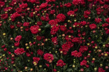 Bir yaz bahçesinde, yumuşak doğal ışık altında parlak kırmızı çiçekler serpilmeye başlar..