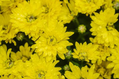 Canlı bir sarı kasımpatı gösterisi Bahçede yağmur damlalarıyla parlıyor.