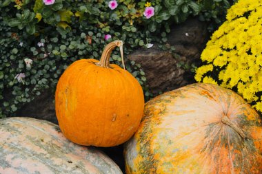 Parlak turuncu bir balkabağı, sonbaharda kabakların ve çiçek açan çiçeklerin yanında belirgin bir şekilde durur..