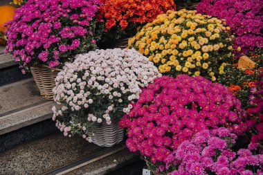 Çeşitli sepetlerde parlak renkli kasımpatılar açık havada canlı bir görüntü oluşturur..