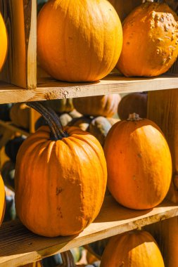 Parlak turuncu balkabaklarının canlı bir gösterisi bir sonbahar pazarında ahşap raflarda sergilenir. İlginç kurgu mevsimlik cazibeyi vurguluyor ve yoldan geçenleri yeni ürünleri keşfetmeye çağırıyor..