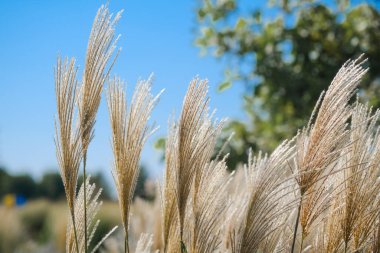 Uzun altın otlar rüzgarda zarif bir şekilde dans eder, yemyeşil bir zemin ve parlak mavi bir gökyüzü üzerine kurulur. Sahne, güneşli bir günde doğanın huzurunu yakalar..