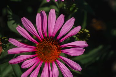 Göz kamaştırıcı pembe bir çiçek canlı yapraklarını yemyeşil bir bahçe ortamında sıcak güneş ışığı altında sergiliyor. Çiçeğin karmaşık merkezi, yeşil yapraklarla çevrili olarak dikkat çeker..