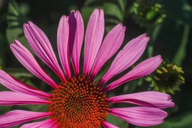 A vibrant pink echinacea flower stands out against lush green leaves, showcasing its striking petals and intricate center. The summer sun illuminates the scene, highlighting the beauty of nature. clipart