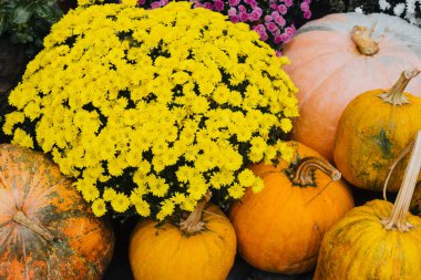 Sonbaharda parlak sarı kasımpatı, çeşitli renklerde bir balkabağı kümesidir..