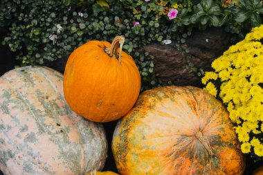 Farklı tonlarda üç balkabağı bahçedeki renkli çiçeklerin yanında dinleniyor..