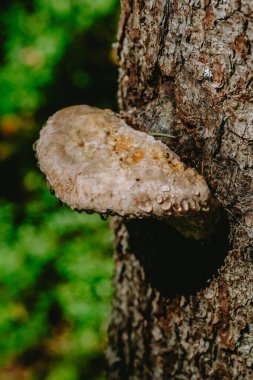 Bu büyük mantar bir ağaca bağlıdır. Yüzeyinde parlayan su damlacıkları vardır. Arkaplanda canlı yeşil yapraklar vardır..
