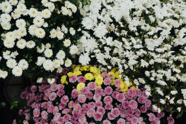 Canlı bir beyaz ve pembe kasımpatı gösterisi, parlak güneş ışığı altında bir bahçe alanını doldurur..