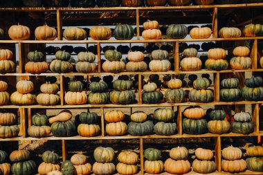 Sonbahar hasat festivalinde ahşap sandıklara istiflenmiş çeşitli şekilli balkabaklarının canlı bir gösterisi. Balkabakları renk ve boyut olarak değişir, berrak mavi gökyüzünün altında mevsimsel ödülleri sergilerler..