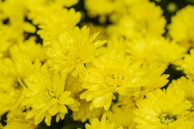 Bir sürü canlı sarı kasımpatı, ilkbaharda güzelliklerini sergileyerek birlikte büyür..