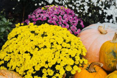 Sarı çiçek ve balkabaklarının renkli bir çeşidi pazarda sonbaharın güzelliğini gözler önüne seriyor.