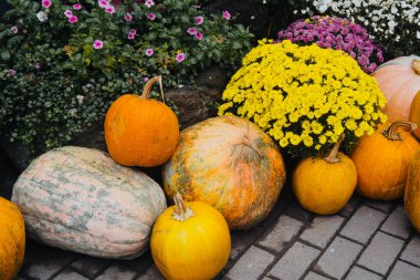 Farklı renklerde balkabakları bir sonbahar bahçesinde parlak çiçeklerin yanına yerleştirilir..