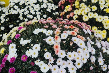 Renkli kasımpatılar çiçek açarak göz kamaştırıcı bir çiçek dekoru oluşturur..