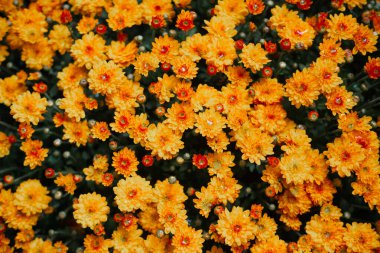 A lush display of bright yellow and orange flowers creates a cheerful spring atmosphere. clipart