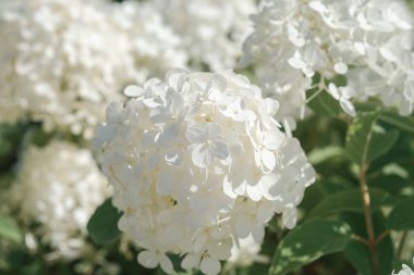 Güzel beyaz ortanca çiçekleri bahçeyi dolduruyor, sıcak bir bahar öğleden sonrası güneşinin altında narin yapraklar ve canlı yeşil yapraklar sergiliyor. Doğa bu huzurlu ortamda gelişir..