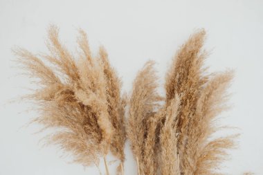 İki demet kurutulmuş pampa sade bir zemine karşı nötr bir estetik sergiler..