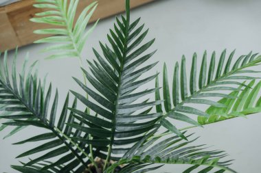 Canlı palmiye yaprakları ışığa doğru uzanıyor, zengin yeşil renklerini gösteriyorlar, şık bir iç mekan ortamında. Doğal güzellik odaların atmosferini ve tazeliğini arttırır.