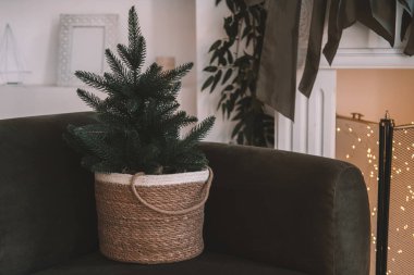 A small evergreen tree sits in a woven basket on a green couch, enhancing the cozy living room atmosphere with warm lights and indoor plants in the background. clipart