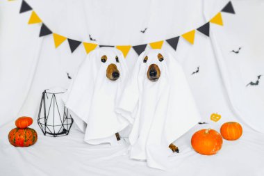 Two playful dogs dressed as ghosts for a Halloween celebration at home clipart