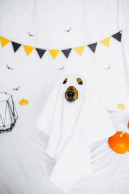 A playful dog dressed as a ghost for Halloween celebration indoors clipart