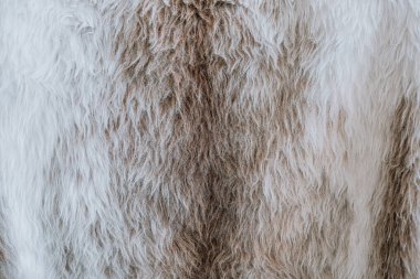 Kürkün, beyaz ve kahverengi tonlarında yumuşak ve kabarık bir dokuya sahip olduğu yakın çekim görüntüsü. Doğal ışık kürk yüzeyindeki karmaşık desenleri artırarak rahat bir görünüm yaratıyor..