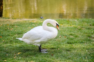 Beyaz bir kuğu, sonbahar yapraklarının sıcak renkleriyle çevrili sakin bir göl yakınındaki yemyeşil çimlerin üzerinde huzur içinde duruyor. Sahne, sakin bir ortamda doğanın güzelliğini ve huzurunu yansıtıyor..