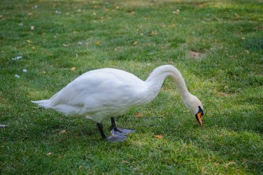 Bir kuğu, huzurlu bir parktaki yemyeşil çimlerde yiyecek aramak için boynunu büker. Güneş doğanın güzelliğini ve kuşun zarafetini vurgulayarak sahneyi aydınlatıyor..