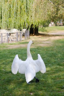 A majestic swan strolls gracefully across a green park lawn, its wings elegantly spread. In the background, a quiet seating area beneath leafy trees adds to the peaceful atmosphere of the scene. clipart