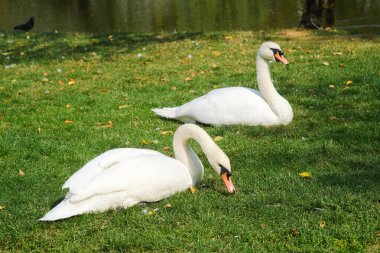 İki kuğu sakin bir göletin yanındaki canlı yeşil çimlerin üzerinde dinleniyor. Güneş ışığı zarif formlarını ön plana çıkarıyor ve bu doğal ortamda sakin bir atmosfer yaratıyor. Çevrelerindeki toprakları noktalar.
