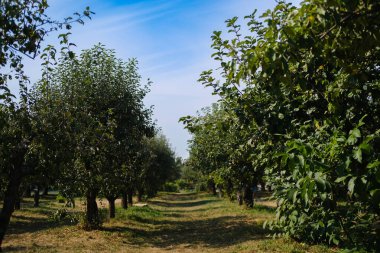 Bu sakin meyve bahçesinde yemyeşil elma ağaçları büyür, güneş ışığıyla yıkanır. Yukarıdaki açık mavi gökyüzü huzurlu atmosferi artırarak, ziyaretçileri yaz sonlarında manzarayı keşfetmeye davet ediyor..