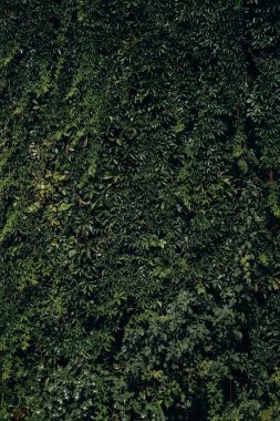 Canlı yeşil yapraklardan oluşan yoğun bir duvar sakin bir bahçede sakinleştirici bir zemin oluşturur. Bitkilerin doğal güzelliğini artırmak için yaprakların arasından geçen benekli güneş ışığı filtreleri..