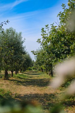 Güneşli bir günde bahçedeki yemyeşil ağaçların arasından sakin bir toprak yol esiyor. Canlı yeşillik, ziyaretçileri yaz sonlarında doğayı keşfetmeye çağıran barışçıl bir atmosfer yaratıyor..