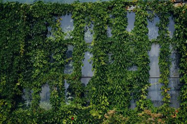 Bereketli yeşil sarmaşıklar eski bir taş duvarın üzerinde zarif bir şekilde örterek gün ortasında bir bahçede sakin bir atmosfer yaratırlar. Güneş ışığı filtreler, canlı yaprakları vurgular ve sahneye sıcaklığı ekler.
