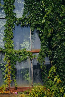 Bereketli yeşil sarmaşıklar, yaşlanan bir pencereyi sarar ve doğa ile inşa edilmiş çevre arasındaki sınırı bulanıklaştırır. Güneş ışığı yaprakların arasından süzülür, sakin ve davetkar bir atmosfer yaratır..