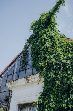 Kalın yeşil sarmaşıklar cam bir seranın üzerine dökülür, güneş ışığı yaprakların arasından süzülürken yapısını sarar, iyi korunmuş bir bahçede sakin bir atmosfer yaratır..