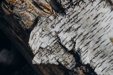 Bir huş ağacının yüzeyi kabuğunun benzersiz özelliklerini vurgulayarak ayrıntılı doku ve desenleri ortaya çıkarır. Bu yakın çekim, orman ortamındaki ışık ve gölgenin etkileşimini vurgular..