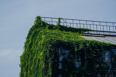 Modern bir şehir binası parlak yeşil sarmaşıklarla kaplıdır, açık mavi gökyüzüne karşı çarpıcı bir kontrast yaratır. Güneş ışığı, yapının doğal estetiğini geliştirerek yemyeşil büyümeyi ön plana çıkarıyor..