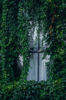 Canlı yeşil sarmaşık bir pencereyi sarıyor ve uzaya huzur veren doğal bir perde oluşturuyor. Güneş ışığı yaprakların arasından süzülür, barışçıl atmosferi yükseltir ve merakı uyandırır..