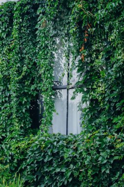 Camın üzerinde canlı sarmaşık şelaleleri, yeşil doğal bir duvar halısı oluşturuyor. Güneş ışığı yaprakların arasından süzülüp bu kentsel bahçe inzivasının huzurlu atmosferini aydınlatıyor..