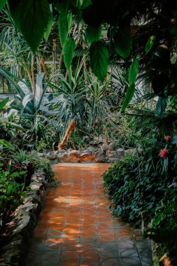 Bereketli bitkiler ve çiçeklerle çevrili canlı bir tropikal bahçe boyunca uzanan sakin bir patika. Güneş yaprakların arasından süzülüyor, sıcak terakotta fayanslarının üzerindeki desenler yumuşak bir akarsuyun yanında..