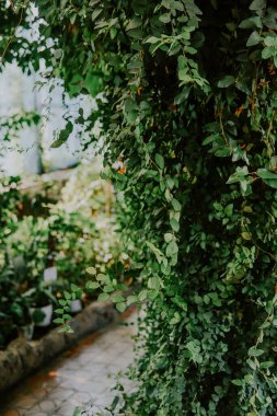 Canlı bir yeşil yaprak gösterimi bir bahçe serasının boşluğunu dolduruyor ve çeşitli bitkiler sergiliyor. Güneş ışığı, sakin atmosferi yükselterek ve bereketli çevreyi keşfetmeye davetkar bir şekilde süzer..