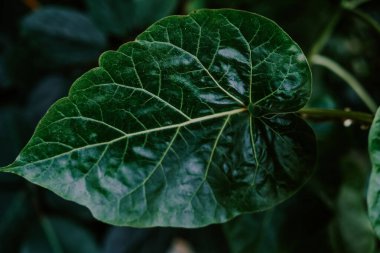 Verimli yeşil bir yaprağın detaylı bir görüntüsü, damarların karmaşık ağını ve parlak dokusunu ortaya çıkarır. Doğal ışık, yaprakların canlı rengini vurgular, dingin bir ortamda tazeliğini ve canlılığını vurgular.