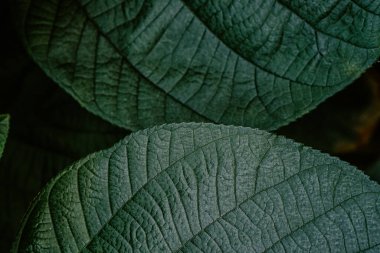 Yeşilin yemyeşil yapraklarının yakın çekim görüntüsü doğanın güzelliğini vurgulayarak karmaşık desenlerini ve dokularını ortaya çıkarır. Zengin renkler ve ayrıntılı damarlar bitki yaşamının karmaşıklığını gösteriyor..