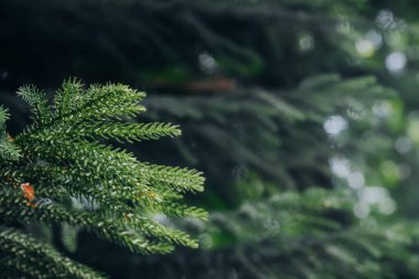 Bir köknar ağacının narin dalları canlı yeşil iğneler gösterirken bir sis ormanı sarar ve sabahın erken saatlerinde sakin ve sakin bir atmosfer yaratır..