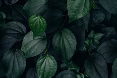 Çeşitli yeşil yaprakların yoğun düzeni, gölgeli bir ortamda farklı şekil ve dokuları gösteren zengin bir duvar halısı yaratır. Derin renkler doğanın sükunetini yansıtıyor..