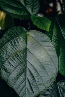 Canlı yeşil yapraklar damarları ve dokusunu karmaşıklaştırıyor. Yumuşak güneş ışığında güneşleniyor. Bu doğal ortam, tropikal yaprakların güzelliğini vurgulayan sakin bir atmosfer yaratıyor..