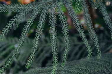 Parlak yeşil eğrelti otu yaprakları zarifçe uzanıyor, karmaşık desenler ve dokular sergiliyor. Bereketli bahçe ortamı, doğanın güzelliğini vurgulayarak yumuşak doğal ışık altında canlı bir zemin oluşturur..